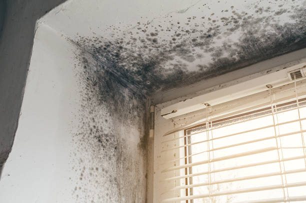 Affordable Mold Removal solutions in Union, OR